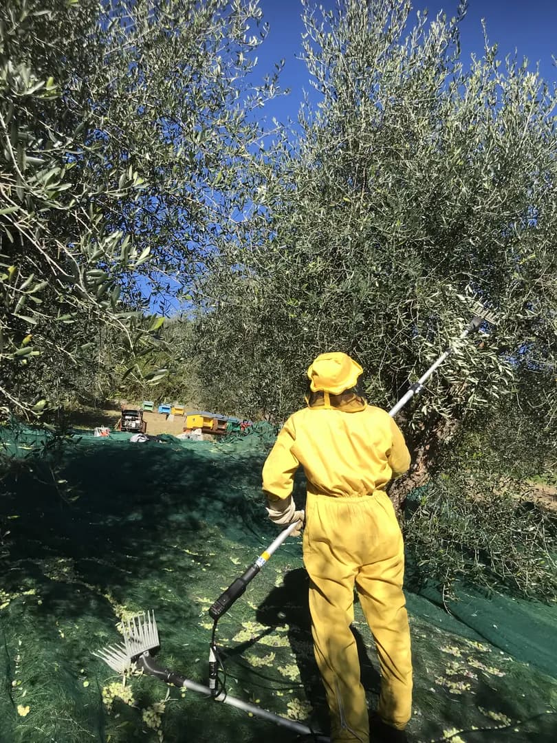 Raccolta Delle Olive