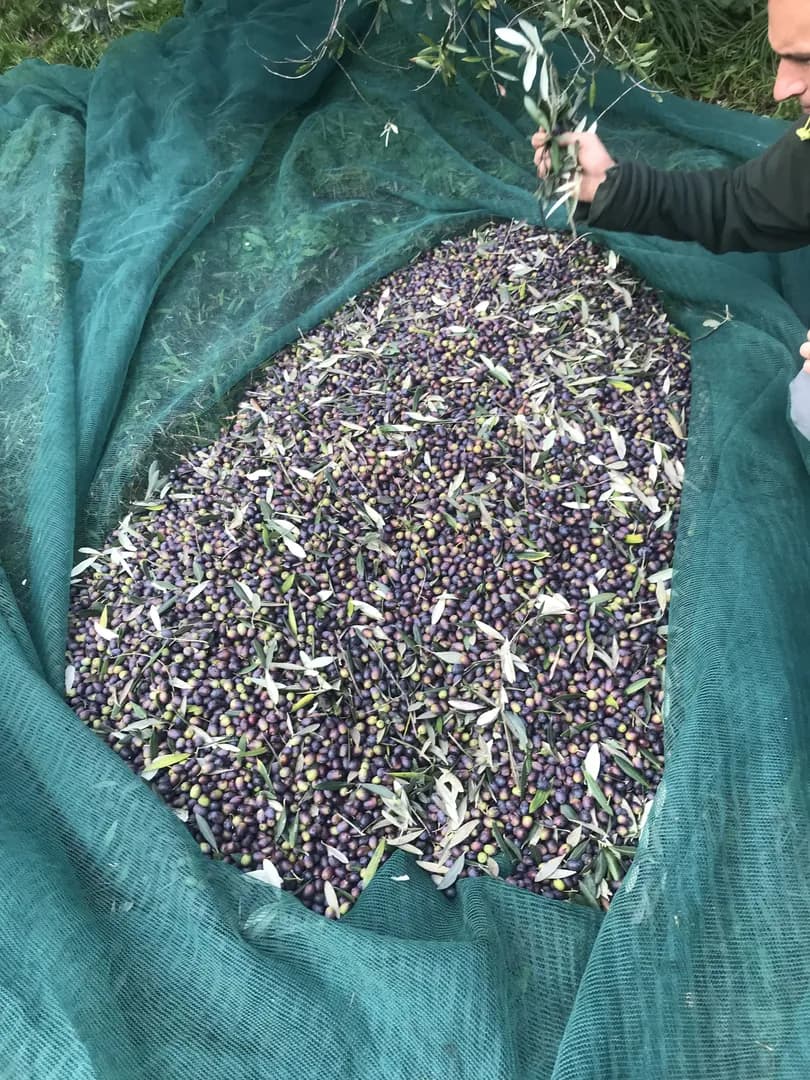 Raccolta Delle Olive