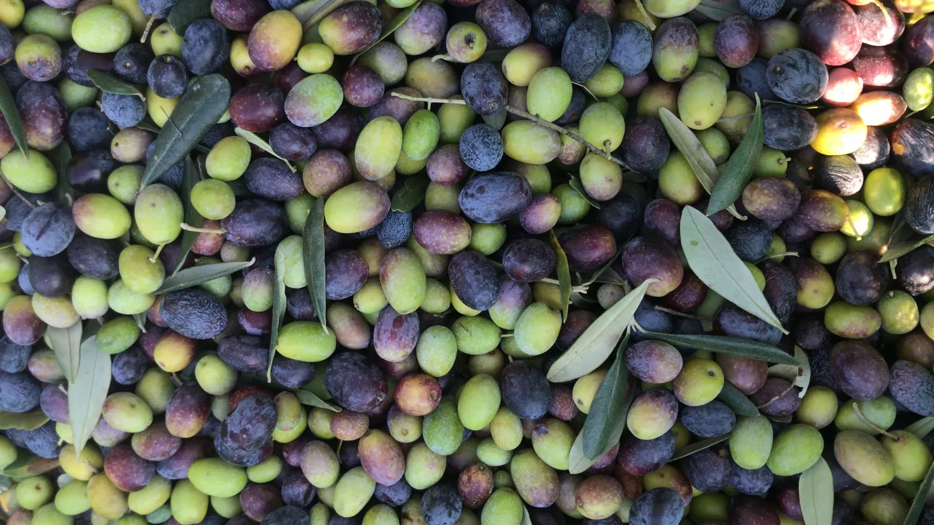 Raccolta Delle Olive