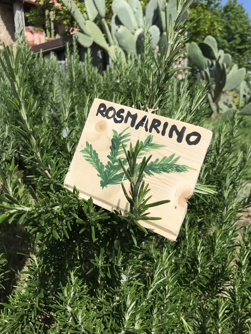 Rosmarino