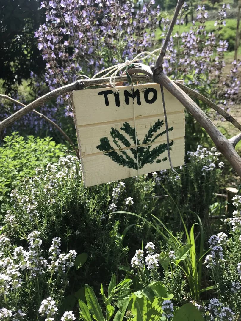 Timo