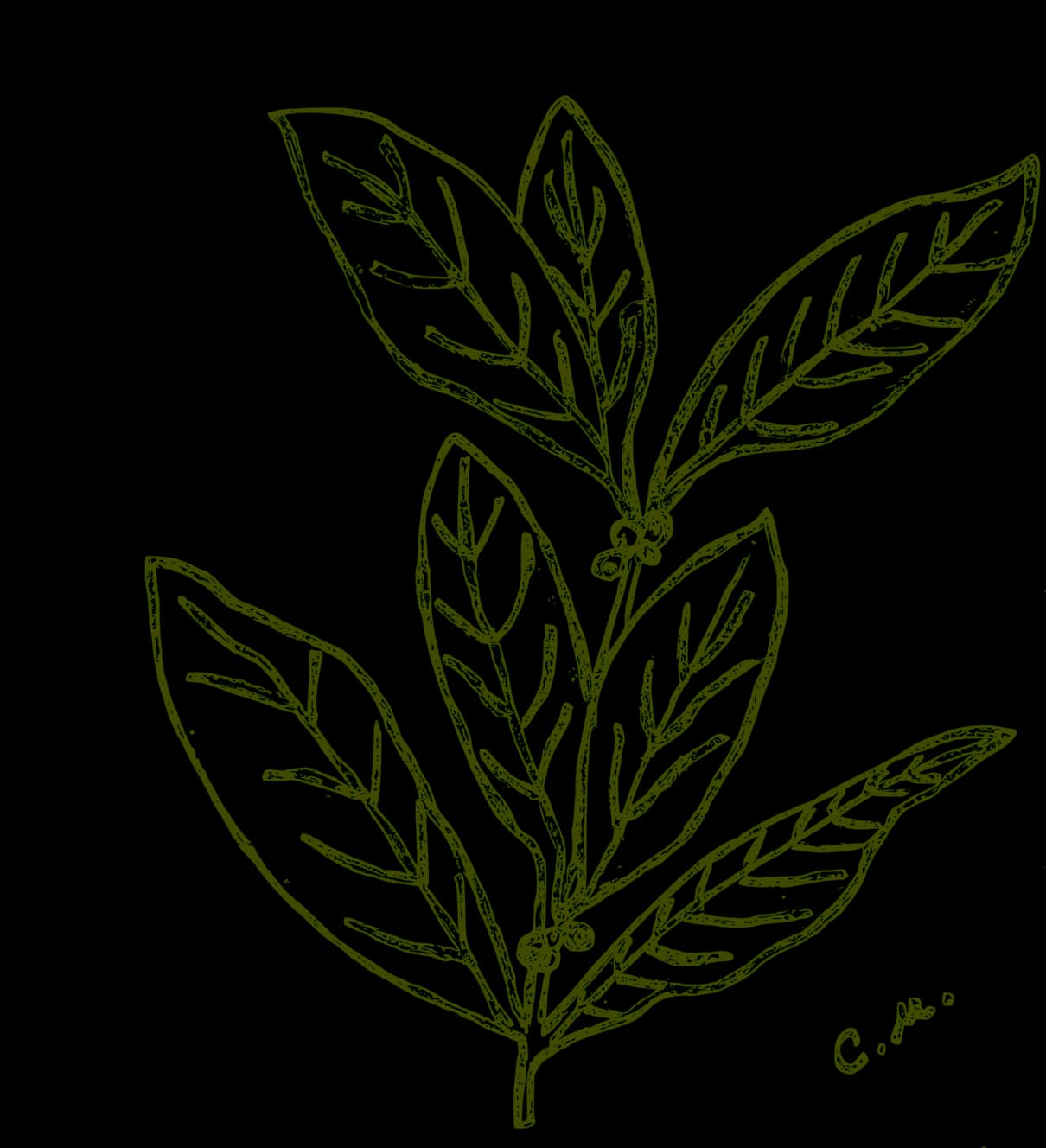 Disegno di un ramo di ulivo