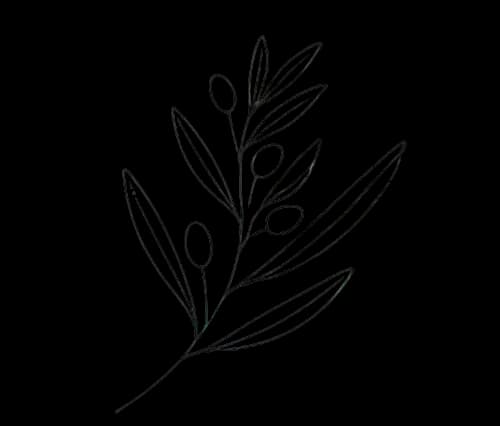 Disegno di un ramo di ulivo